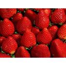 Fragole senga sengana
