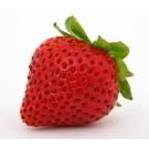 Fragole senga sengana