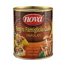 Funghi chiodini "famiglia gialla"