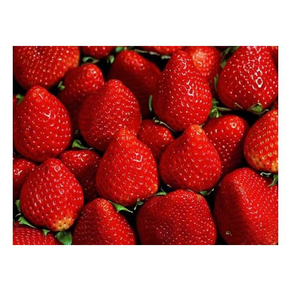 Fragole senga sengana