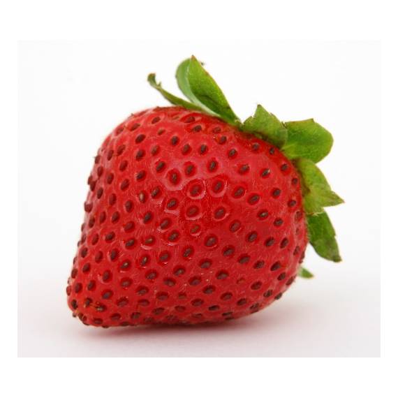 Fragole senga sengana