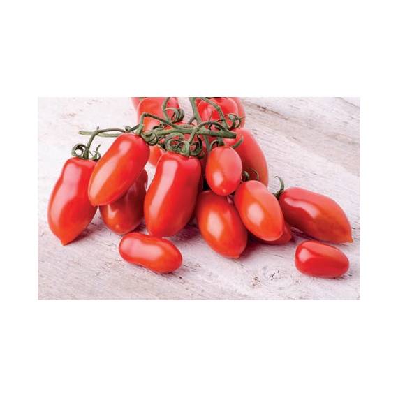 Pomodori pelati con foglia di basilico